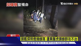 頭戴探照燈摘蜂窩 遭黑腹虎頭蜂群攻不治