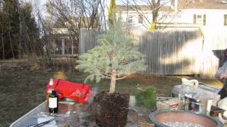 Blue Spruce Bonsai Work