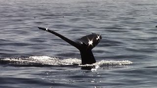 10.20.15 Humpback Whales #Monterey