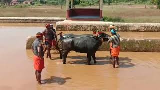 Kambala Practice - 2k19 || Mijar Prasad Nilaya A B || Details In Description