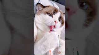 咱也不知道在这舔啥呢 咱也不敢问  #猫