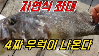 [갑프로] 겨울 우럭시즌 시작 4짜 우럭이  자연식 좌대애서 나오기 시작 했습니다. 우럭 시즌 달려 봅니다 캬 ~~