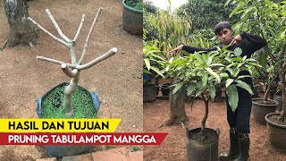 For Beginners! The Purpose and Goal of Pruning Potted Mango Plants