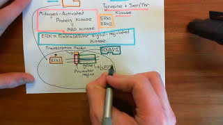 The RAS / RAF / MEK / ERK Pathway Part 4