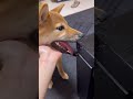 【柴犬】噛み噛みしたい年頃 shorts short shibainu 柴犬 犬のいる暮らし 柴犬もも