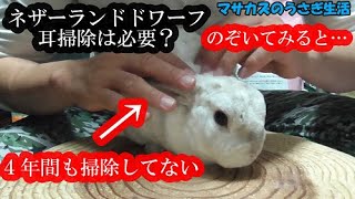 ネザーランドドワーフに耳掃除は必要なのか?