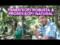 Panen Kopi Robusta & Proses Pengeringan Kopi Natural