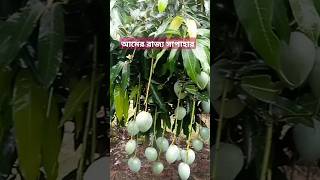 আমের রাজ্য সাপাহার