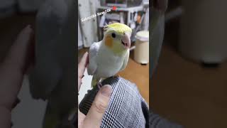 Beautiful Parrot🦜 Are Acting Very Well and talented, So Cute❤️#shorts #parrot #short