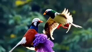 4K Natural Birds sound - Daha rahat bir Uyku için #asmr #watch #movie #youtube