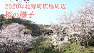 2020年　北野町広場周辺の桜を撮影しました！【神戸 北野観光】