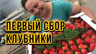 70кг - первый сбор клубники🥰 | обзор клубники | чем кормить клубнику?