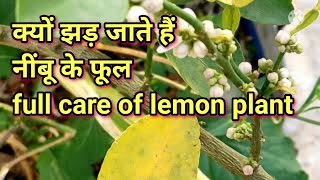 all about lemon plants why lemons flowers are dropping what to do