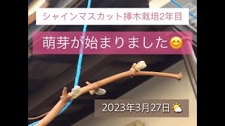 葡萄栽培シャインマスカット挿し木2年目2023年3月28日