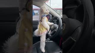 You are not fit to drive  #dogs  #puppylovers  #lovelydogs  #diytechhome #carsounds  #songedits