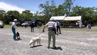 北海道犬協会 2023長野支部展覧会 成犬第一牝組