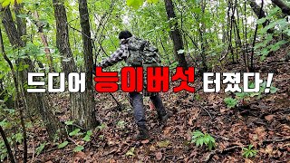 버섯 헌터 버섯 전쟁 시작이다! 한발 늦은 능이버섯 산행 순서는 없다! 미친 비가 와도 식용버섯 찾아 떠나는 시골 약초 꾼의 리얼 야생 진짜 방송! Country life