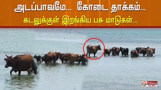 அடப் பாவமே... கோடை தாக்கம்... கடலுக்குள் இறங்கிய பசு மாடுகள்