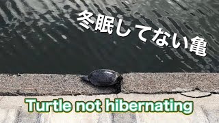 Turtle not hibernating