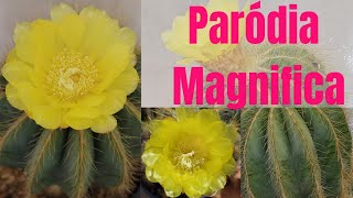 Floração  da nossa  Paródia Magnifica#paródiamagnifica #cactocomflor