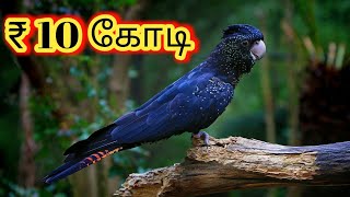 உலகிலேயே அதிக costly ஆன Pet Birds 2020 | Top 5 costliest Pet Birds 2020 | Tamil