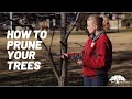 How to Prune Trees with Certified Arborist Tiana George | Three Cut Method | Tree Care Tips #3