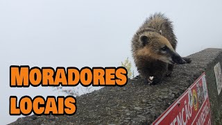 40. ANIMAIS QUE HABITAM O MIRANTE