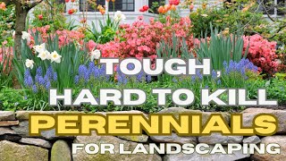 Tough , Hard To Kill Perennials Plants For Low Maintenance Landscaping | Front Yard Perennials