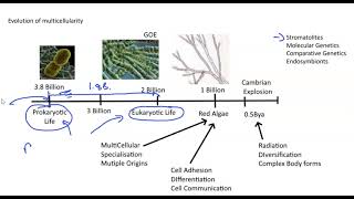 07 Multicellular Evolution