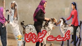 goat riding funny video riding k baad bakra gussa kr gya 😂😂