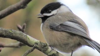 Chickadee Singing cheeseburger/hey sweetie Call