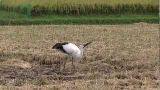 JAL JAPAN PROJECT 兵庫県 コウノトリ