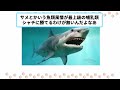 【2ch動物スレ】シャチさんの生態が可愛すぎてスレ民が萌え尽きてしまうwww