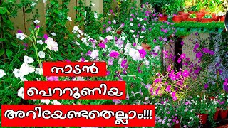 #mjohnzmedia #petunia നാടൻ പെറ്റൂണിയ | Wave Petunia Care \u0026 Flowering Tips