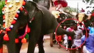 Elephant attacks man (2019) video