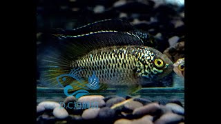 10/2【DC短鯛坊】B金眼短鯛 No.B7【DwarfCichlid】