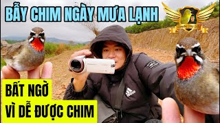 Bẫy Được Quá Nhiều Chim OCĐ Bên Bờ Sông Hồng Trong 45Phút - Siberian RubyThroat Bird Trap Funny |KTB