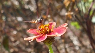 飛んだり蜜を吸ったりを繰り返すホソヒラタアブ(ジニアの花)