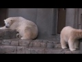 one day of polar bears ホッキョクグマ　ララとリラ楽しい一日は暮れていく