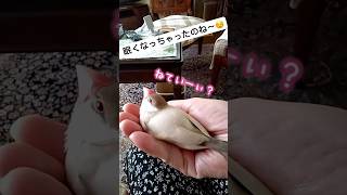 遊び疲れてお母さんの手の中に入る文鳥　#shorts #文鳥 #birds #癒し