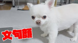 めっちゃ分かりやすい犬の文句顔ｗそれがまた可愛いチワワのコハク