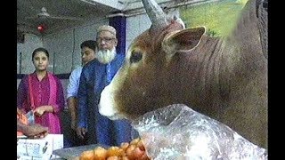 This cow eating fruits \u0026 sweet not like grass | ঘাসের পরিবর্তে ফলমূল-মিষ্টি খায় যে গরু!