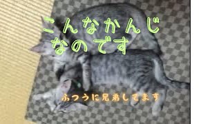 2匹から