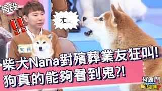 柴犬Nana對殯葬業朋友狂叫！狗真的能夠看到鬼？！米可白 Apple 徐瑋吟︱Part4/4 EP82👄20221226︱#我就問你正常嗎