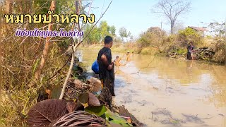 หมายบัวหลวง มีแต่ปลาช่อนกระโดงด่าง ตัวใหญ่ๆ เล่นเอาทีมงานออกปาก