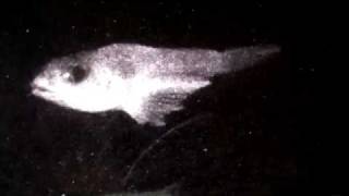 Installing a Deep-Sea Webcam