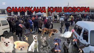 САМАРҚАНД ҚУШ БОЗОРИ ЯКШАНБА 19.01.25 ЙИЛ #samarkand #samarqand #uzbekistan #youtubeshorts #shorts