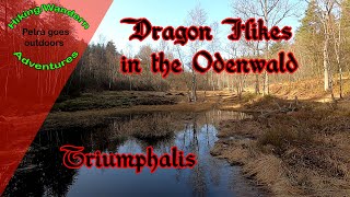 Dragon Hikes in the Odenwald/Germany - Today : Triumphalis