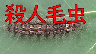 触りたくない動物【殺人ケムシ】