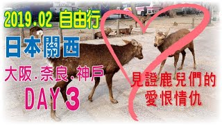 日本關西自由行│奈良公園被鹿群求歡...?見證鹿兒們的愛恨情仇│大阪.神戶.奈良-五天四夜DAY３│朝朝看世界